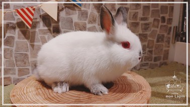 ネザーランドドワーフ | うさぎ販売 | 札幌のうさぎ販売・ペット